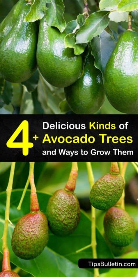 Avocado Tree Varieties - Different Types of Avocado Trees