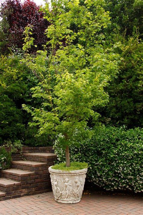 Trees in containers | Patio trees, Potted trees patio, Potted trees