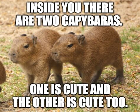 Two cabybaras - Imgflip