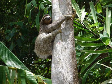 One of the sloths smiling to our cameras during a tour at the Gatun ...