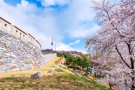 Cherry blossom at Namsan Park in Seoul City,South Korea. | Maxkorea.sk