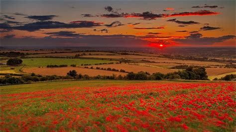 Beautiful Common Red Poppy Flowers Field Red Black Clouds Sky ...