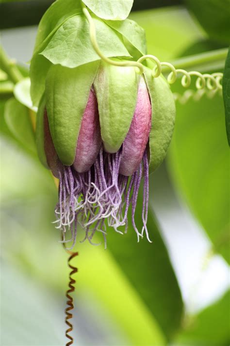 passion-fruit flower :: i need a plant like this! a vanilla bean orchid ...