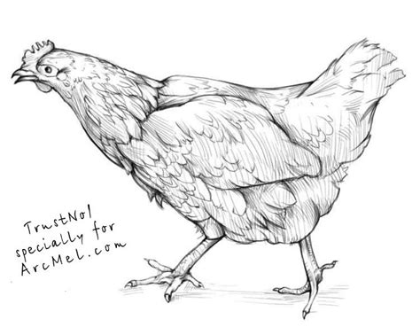 Chicken - Drawing Skill