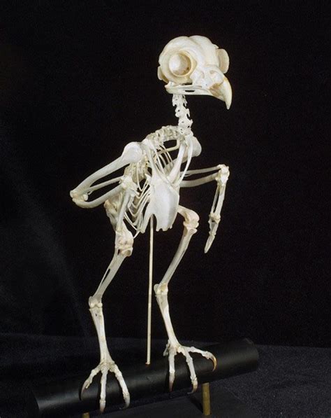 Owl skeleton - Google Search | Animal skeletons, Owl skeleton, Skeleton anatomy