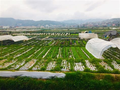 La Trinidad Strawberry Farm (DIY Guide): How to Get There + Sights