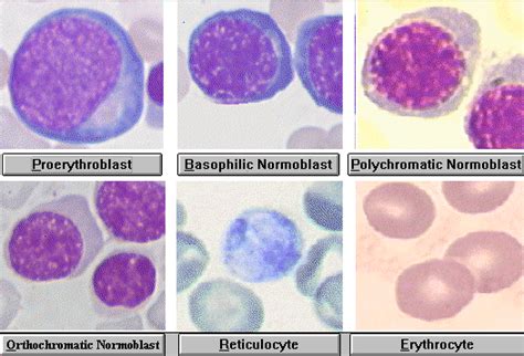 Erythropoiesis