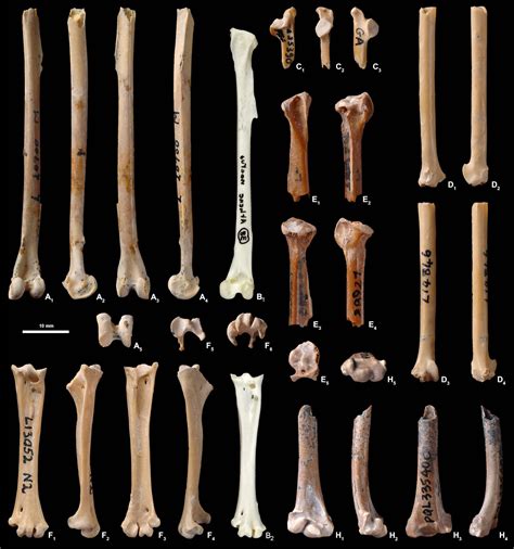 Sciency Thoughts: Fossil Owls from the Early Pliocene of Langebaanweg ...