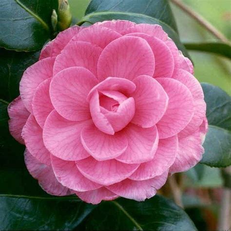 Photo of the alabama state flower