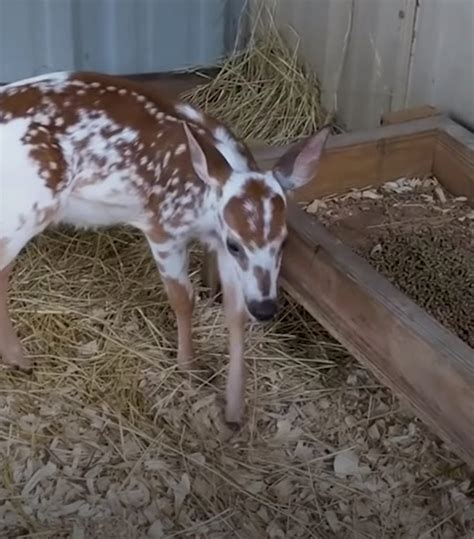 Rare Abandoned Baby Deer Asks Woman To Rescue Him