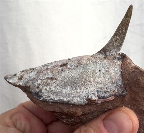 FOSSIL AGNATHA Pteraspis JAWLESS FISH Devonian UKRAINA !!! NR | eBay