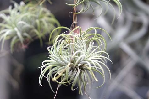 Sky Plant (Blushing Bride Air Plant): Care & Growing Guide