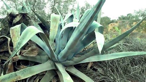 Giant ALOE VERA natural Plant - YouTube