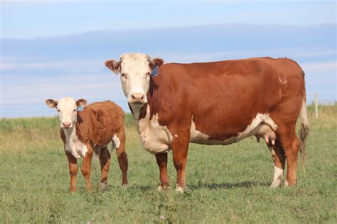 Hereford Cows | Gemstone Cattle Co. | Hereford cows, Hereford cattle ...