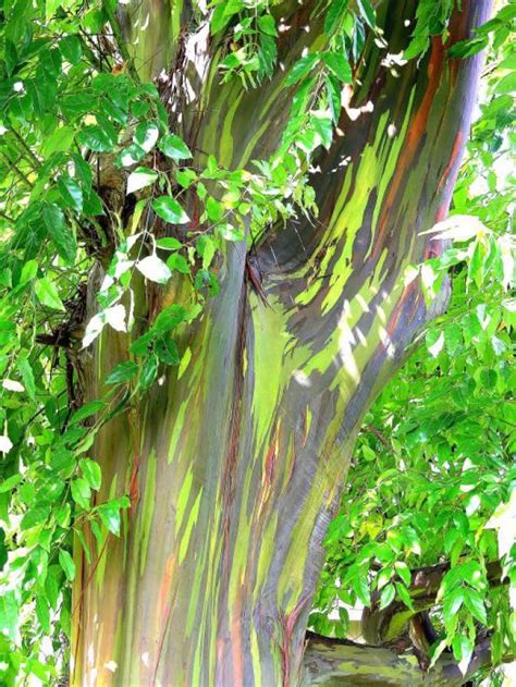 Rainbow Eucalyptus: 15 Pictures of the World's Most Colorful Tree - Cube Breaker | Rainbow ...