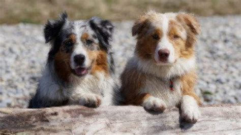 Medium-Sized Dogs | Dog Breed Guide| Healthy Paws