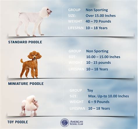 Types of Poodle: Dog Breed Information - HubPages