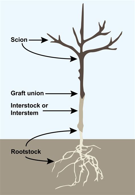 All About Apple Rootstocks (FS-2022-0638) | University of Maryland Extension