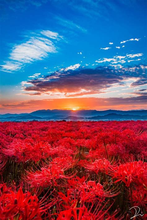 HIGANBANA( heavenly flower) red spider lily - TOKYO travel TIPS