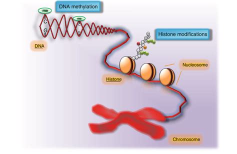 DNA methylation and histone modification. DNA methylation (green oval)... | Download Scientific ...