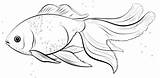 Oranda Goldfish coloring Page  Free Printable Coloring Pages sketch template