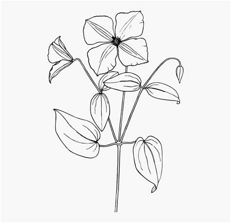 Trillium Drawing Flower - Sampaguita Flower Drawing Easy, HD Png ...