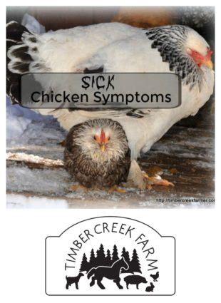 Sick Chicken Symptoms You Should Recognize - Timber Creek Farm