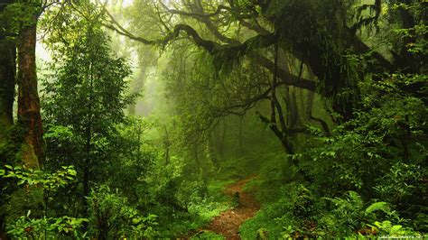 Ultra HD Forest Wallpapers - Top Free Ultra HD Forest Backgrounds - WallpaperAccess