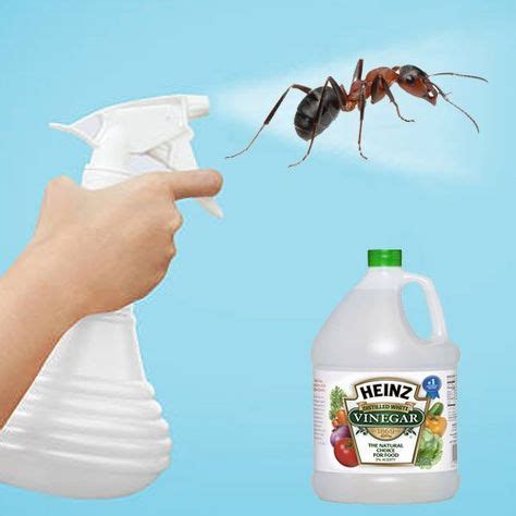 Get Rid of Ants with White Vinegar (With images) | Rid of ants, Garden pest control, Ants in garden