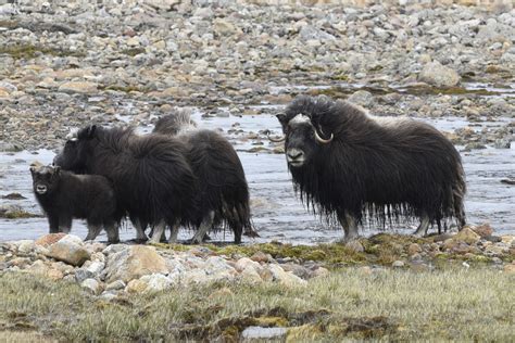 Summer wildlife in Greenland > Peterson Air Force Base > News of the ...