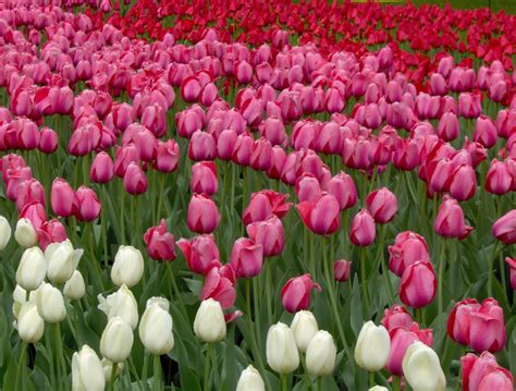 Ottawa Tulip Festival 22 Free Photo Download | FreeImages