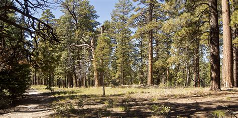 Utah Forests | Grand Canyon Trust