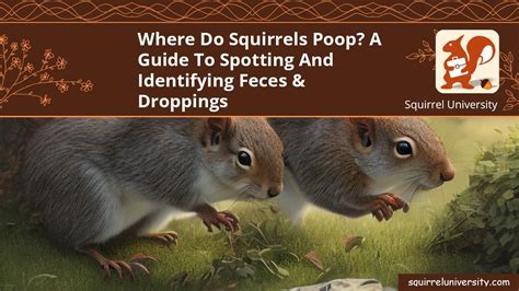 Where Do Squirrels Poop? A Guide to Spotting and Identifying Feces ...