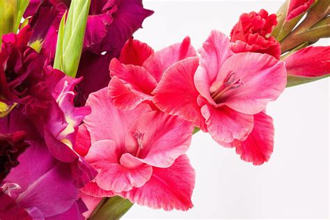 August Birth Flower: Gladiolus