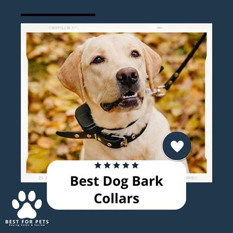 The 8 Best Dog Bark Collars in 2024 - BestForPets.org