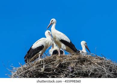 99 European White Stork Flying High In The Sky Images, Stock Photos ...