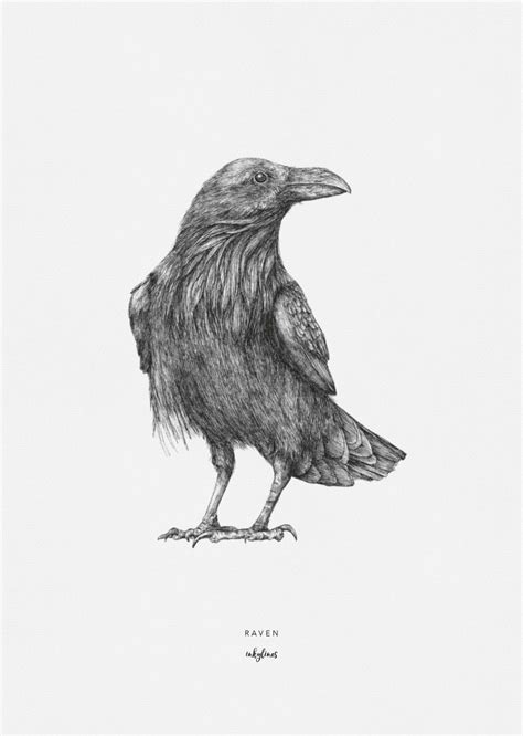 Birds - Raven | Pictures to draw, Raven, Black bird