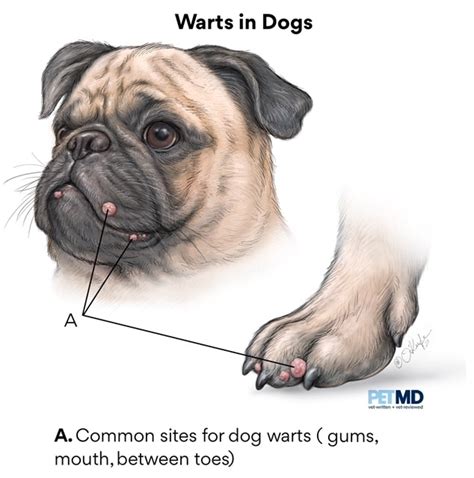 What Causes Papilloma In Dogs