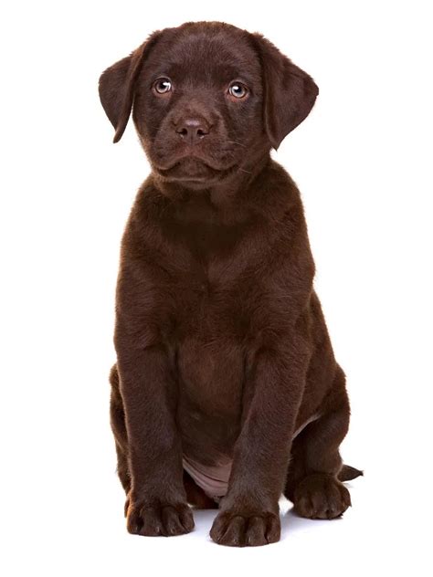 7 Speedy Ways To Train A Labrador Puppy - World of Dogz