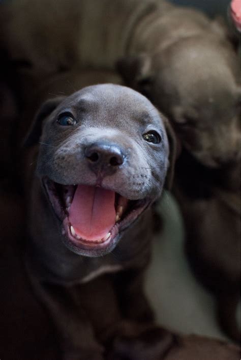 That Pitbull Smile Says Everything!! : r/Petsnurturing