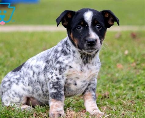 Australian Cattle Dog Mix Puppies For Sale | Puppy Adoption | Keystone Puppies