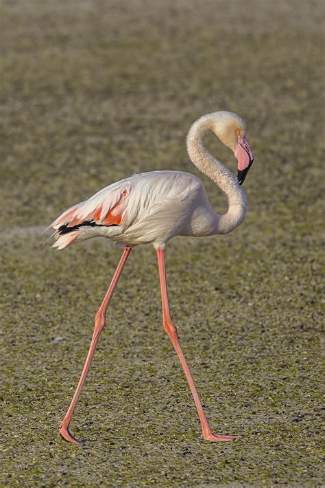 Greater flamingo - Wikiwand