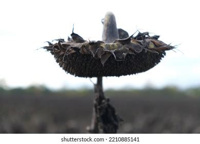 966 Sunflower Seeds Dead Drying Dried Autumn Plant Field Nature Images, Stock Photos & Vectors ...