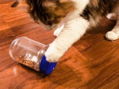 Cat Kibble Foraging Toy | Cat care diy, Cat care tips, Best interactive ...