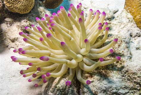 The Different Types of Ocean Plants - American Oceans