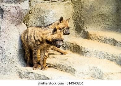 Striped Hyenas Stock Photo 314343206 | Shutterstock