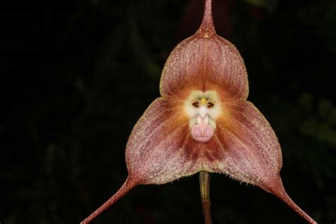 Dracula, Orchids, Vampire fiction