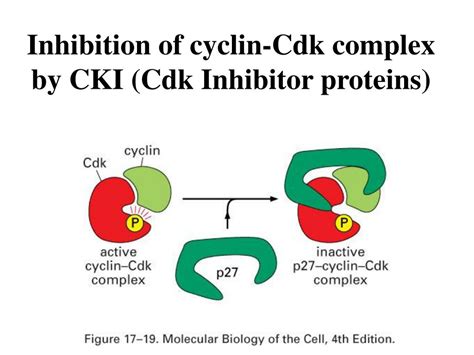 PPT - Cell Cycle PowerPoint Presentation, free download - ID:5046905