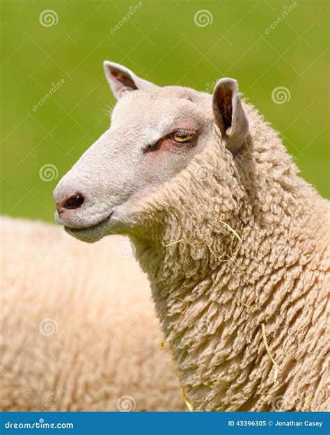 Portrait of Charollais Sheep Stock Image - Image of beautiful, meadow: 43396305