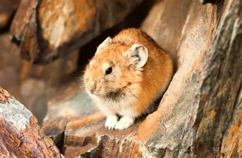 Pika - Description, Habitat, Image, Diet, and Interesting Facts